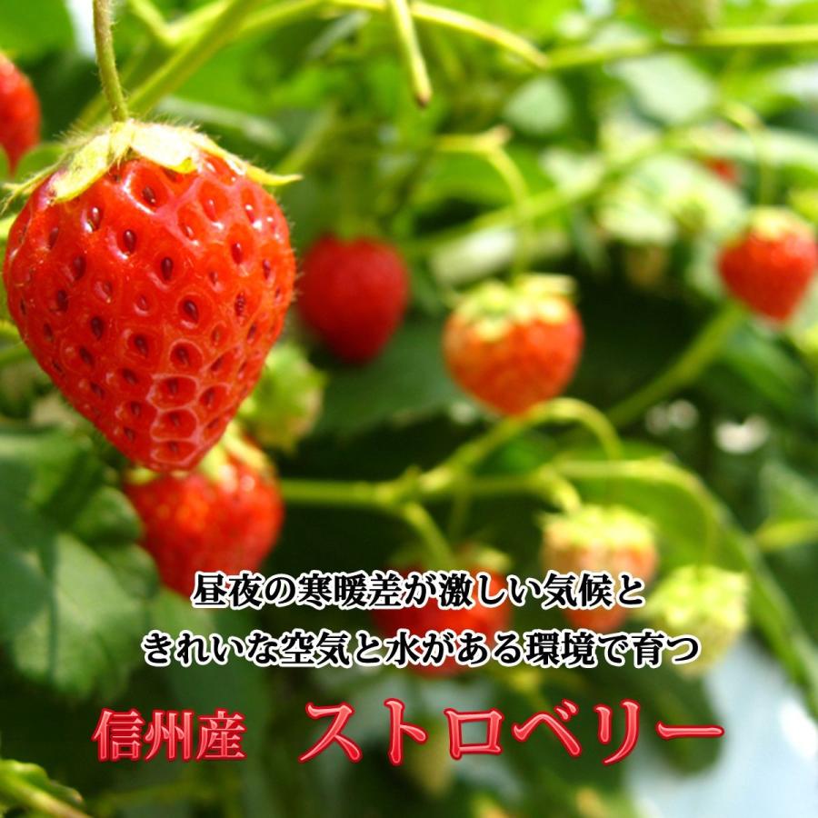 フルーツ いちご 冷凍 国産 長野県 たっぷり 大容量 700g｜cocodani｜04