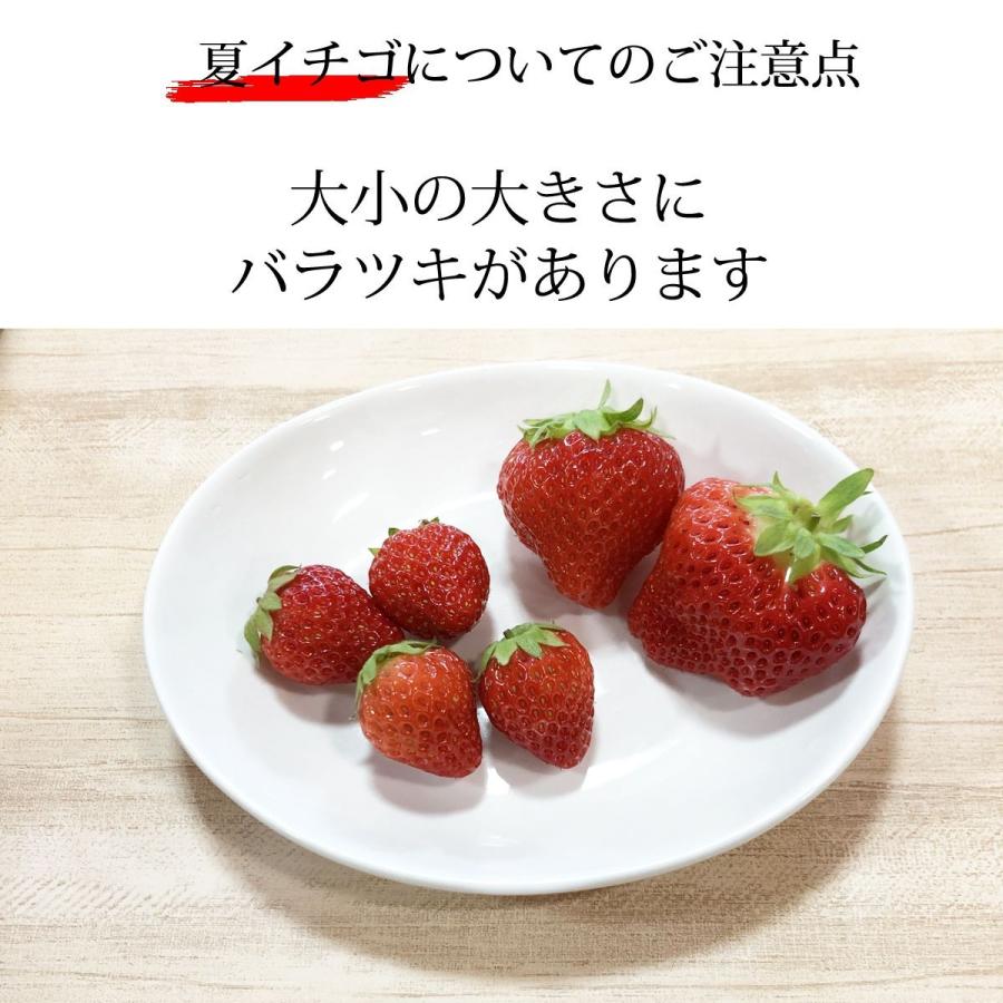 フルーツ いちご 冷凍 国産 長野県 たっぷり 大容量 700g｜cocodani｜06