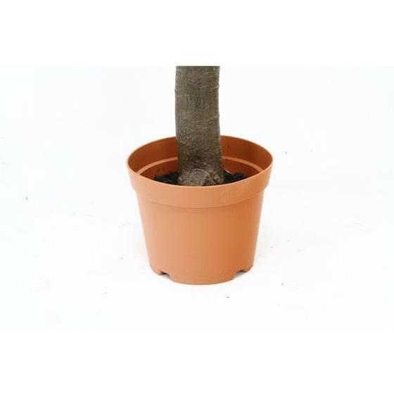 【メーカー直送】不二貿易 観葉植物 パキラ 朴の木タイプ 52665【代引不可】 | 不二貿易 | 02