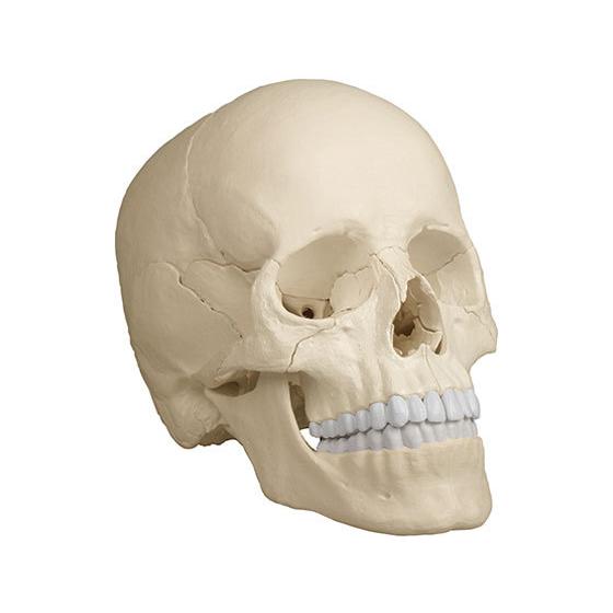Erler-Zimmer 頭蓋22分解モデル(ナチュラルカラー) 4701Erler-Zimmer 頭蓋22分解モデル(ナチュラルカラー) 4701