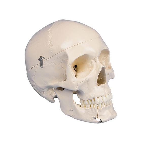 お取り寄せ】Erler-Zimmer 頭蓋骨モデル 歯科用 4513 模型 教育 看護