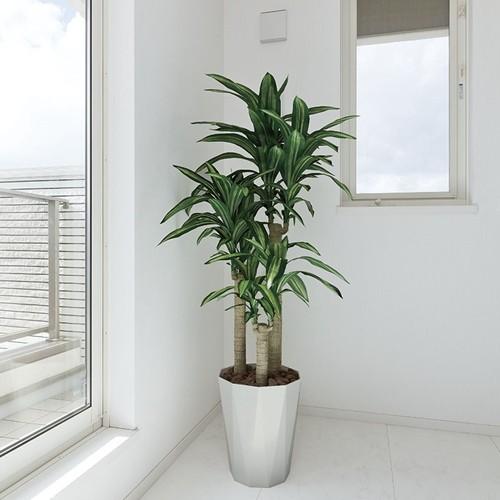 国内最安値 クリスマスプレゼントに 送料無料フェイクグリーン 人工観葉植物 光触媒 幸福の木1 6 400a300 光触媒観葉植物 造花 プチフルール 通販 Yahoo ショッピング 期間限定特価 Web Escgroup Com