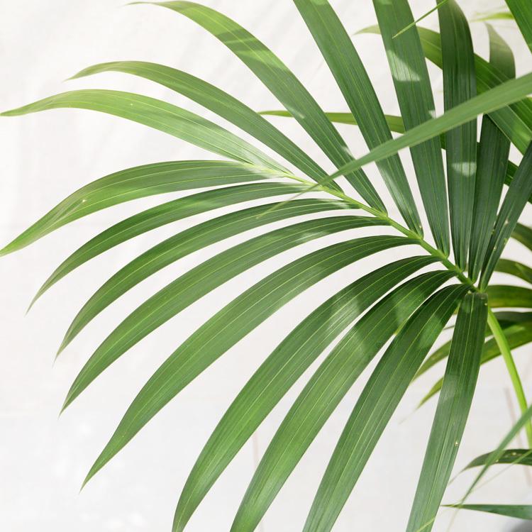 ケンチャヤシ 10号鉢 : 観葉植物と植木鉢の専門店cocolate ケンチャヤシ 10号鉢 : 観葉植物と植木鉢の専門店cocolate