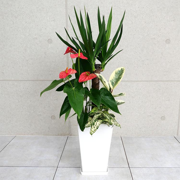 即納最大半額 ユッカ 青年の木 の寄せ植え 陶器鉢植え Mサイズ K10 2166 観葉植物と植木鉢の専門店cocolate 通販 Yahoo ショッピング 最先端 Talentshiners Com