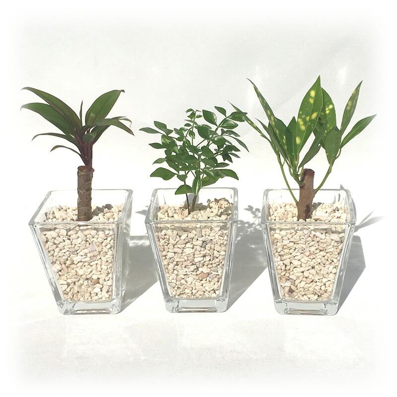 スクエアベースs サンゴ砂 おまかせ３鉢セット ハイドロカルチャー ミニ観葉植物 Hyd Sqs Sn3 ココロラショップ 通販 Yahoo ショッピング
