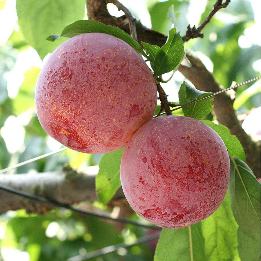 プラム 貴陽 高級すもも 約1.5kg 8〜10個入 秀 2L 3L 山梨県産 南アルプス市産 |  | 01