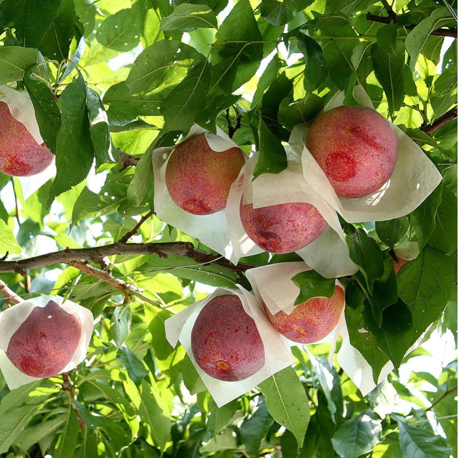 プラム 貴陽 高級すもも 約1.5kg 8〜10個入 秀 2L 3L 山梨県産 南アルプス市産 |  | 02