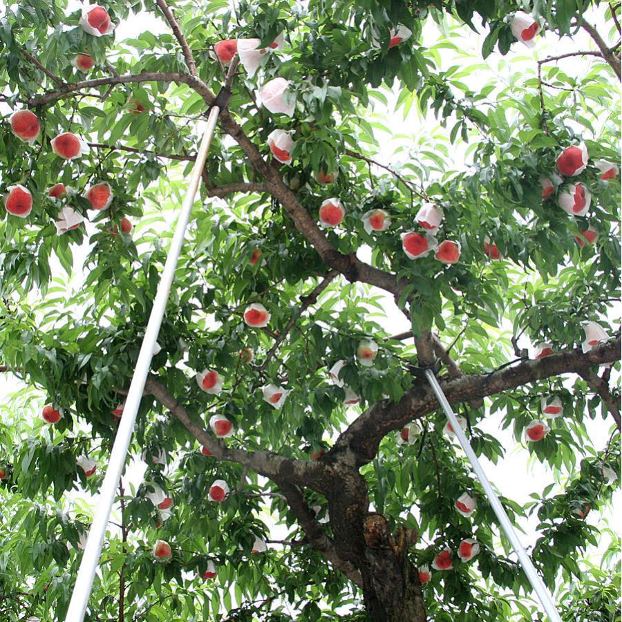 山梨の桃 約3kg 9〜12個入 山梨県産 南アルプス市産 夢あさま 嶺鳳 なつっこ |  | 05