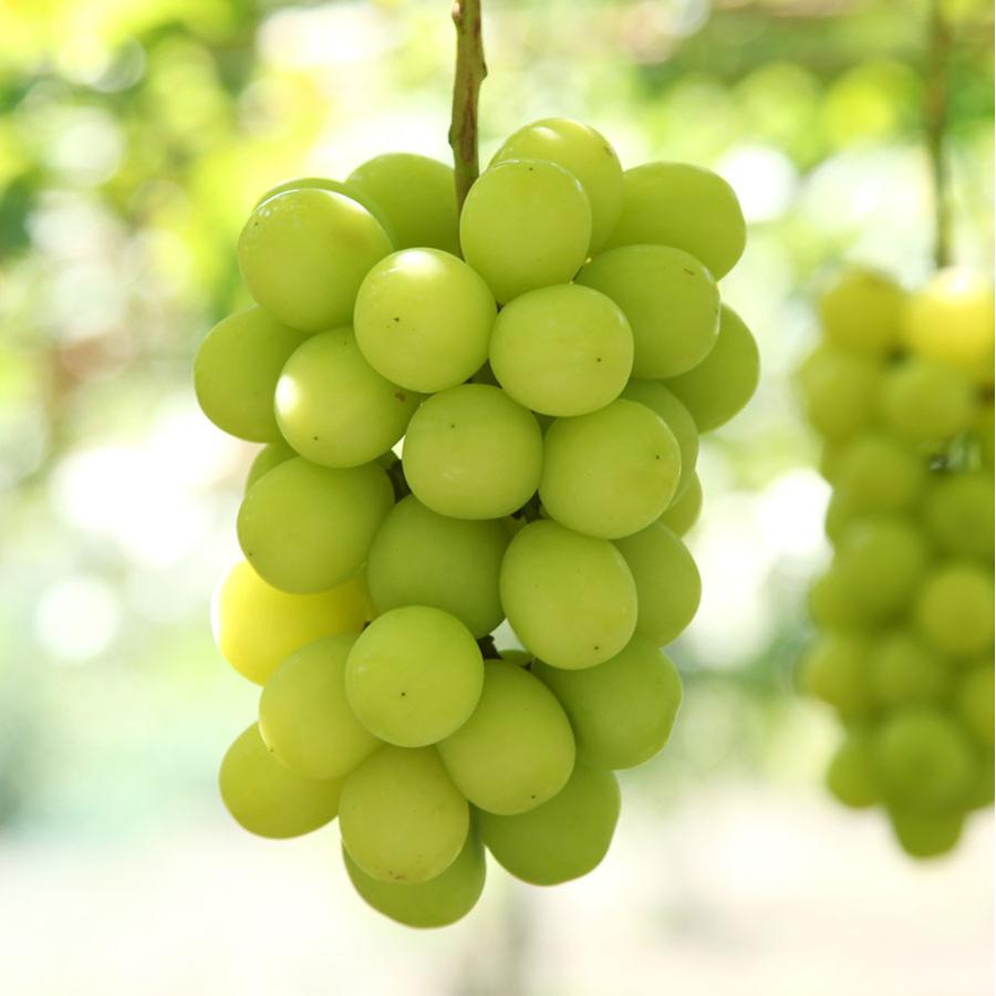 シャインマスカット 山梨県産 特大 2房入 約1.2kg 南アルプス市産 高級ぶどう 種無し |  | 01