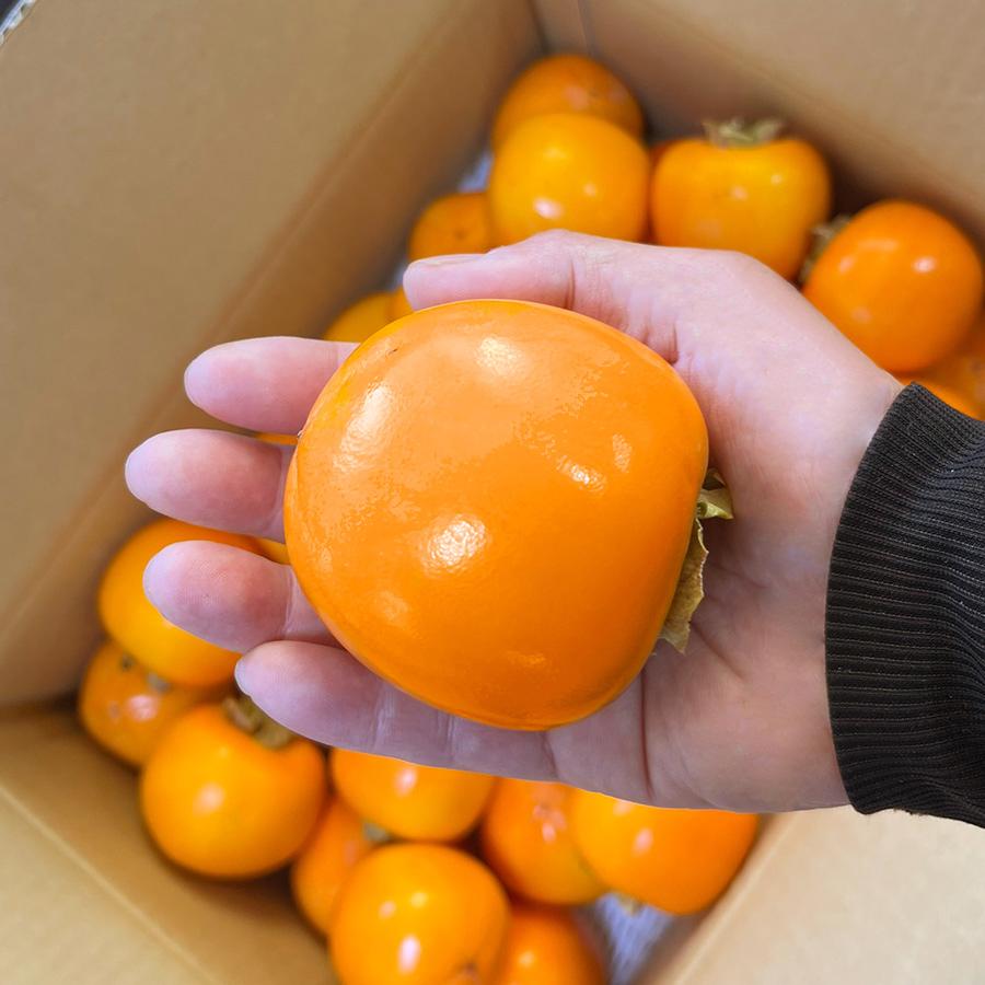 干し柿用 渋柿 山梨県産 勝平柿（かつへいがき、かっぺいがき） 加工用 生柿 約5kg 30〜40個 種なし Ｌ字枝付き 枯露柿 あんぽ柿 焼酎でさらし柿 南アルプス市産 |  | 05