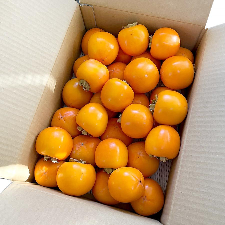 干し柿用 渋柿 山梨県産 勝平柿（かつへいがき、かっぺいがき） 加工用 生柿 約5kg 30〜40個 種なし Ｌ字枝付き 枯露柿 あんぽ柿 焼酎でさらし柿 南アルプス市産 |  | 06