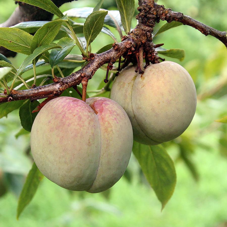 プラム ソルダム 高級すもも 約1 5kg 13 15個入 秀 Ll 2l 山梨県産 南アルプス市産 Sorudamu 1 ココ メルカート 通販 Yahoo ショッピング