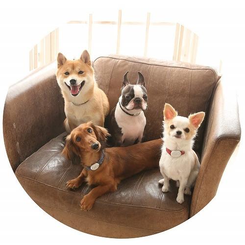 ザオラル リカバリーαバンド ブラック/シルバー ブレスレット 犬 猫 ペット ネックレス リラックス ストレス軽減 健康アクセサリー 弱磁気性 |  | 12