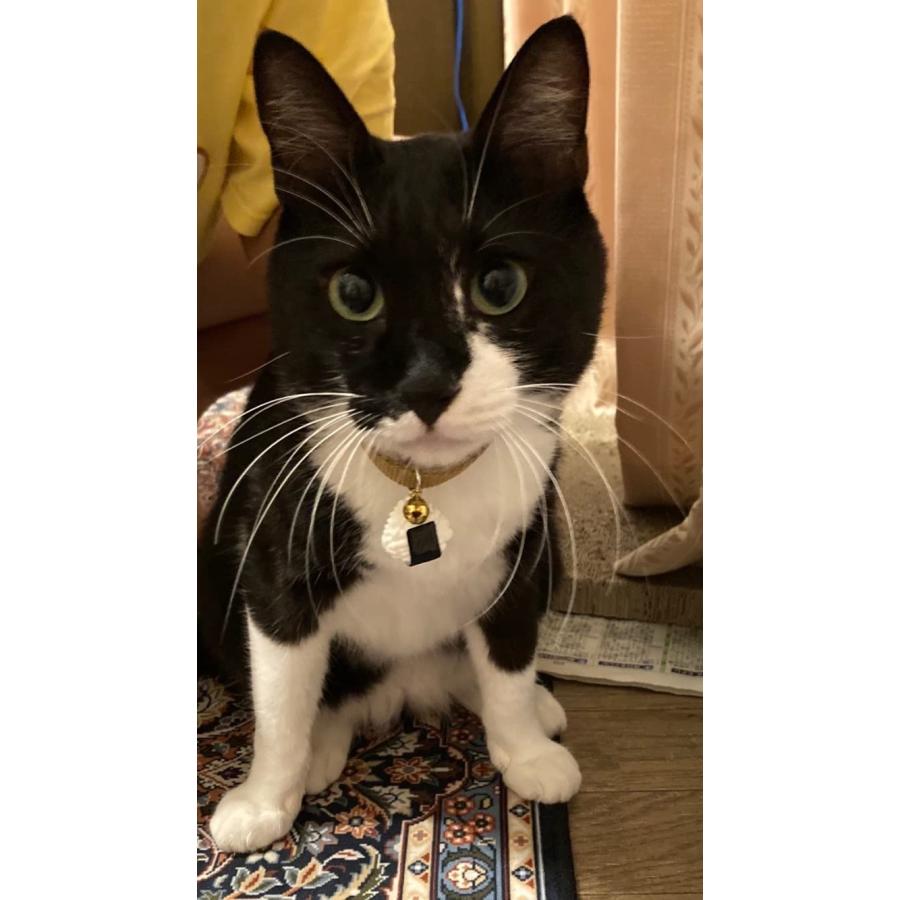 おっきなおにぎり首輪 鈴付 猫ちゃん 首輪 安全 セーフティー 軽い 鈴