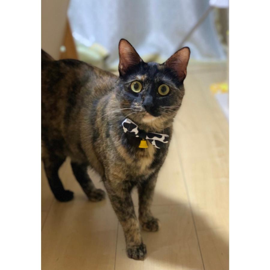 モォ〜可愛い♪牛さん柄首輪 総柄 猫 首輪 セーフティバックル 鈴付