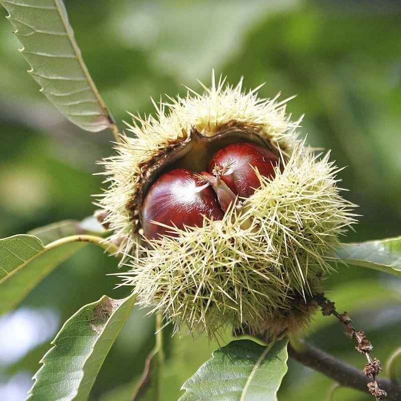 ポット植えなのでほぼ年中植付け可能 栗の中では大き 品種で選べる果樹苗木 植木鉢 鉢 プランター 品種 銀寄 Coconelの栗の苗木 Coconel 栗の苗木 2年生接木苗12 15cmポット 1個売り