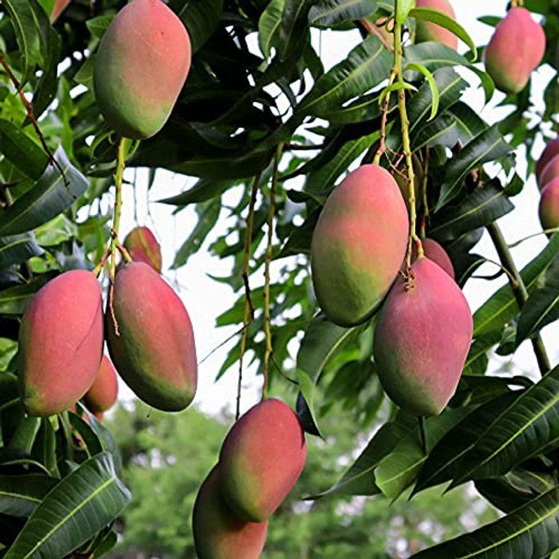 マンゴーの苗木 品種 紅龍 こうりゅう 6号硬質ポット 2年生接木苗 接木苗 樹 台木 ナンドクマイ系 鉢植え苗なので年中植付け可能 冬バーゲン