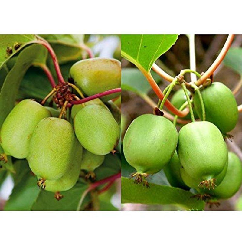 ベビーキウイ エルダー スイートグリーン 果樹苗9cmポット 格安販売の 耐寒耐暑性抜群で極甘 1本で実が成り スイートグリーン各1個セット