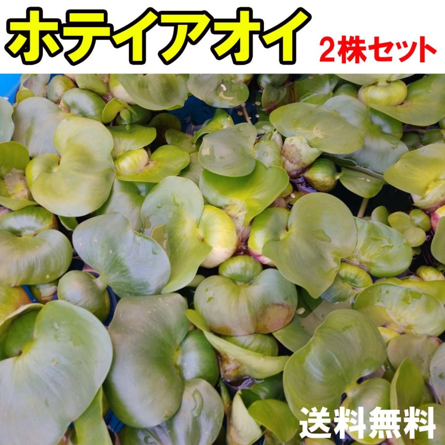 浮草 玉草 ホテイ草 ホテイアオイ 2株 国産 無農薬 ビオトープ 金魚 めだか 2株販売 Kusa0002 心夢めだか 通販 Yahoo ショッピング