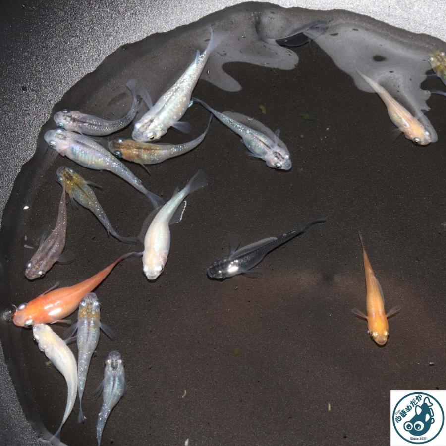 ミックスめだか 成魚 2cm 3cm かわいいめだか 色々 10匹セット Mix1 心夢めだか 通販 Yahoo ショッピング