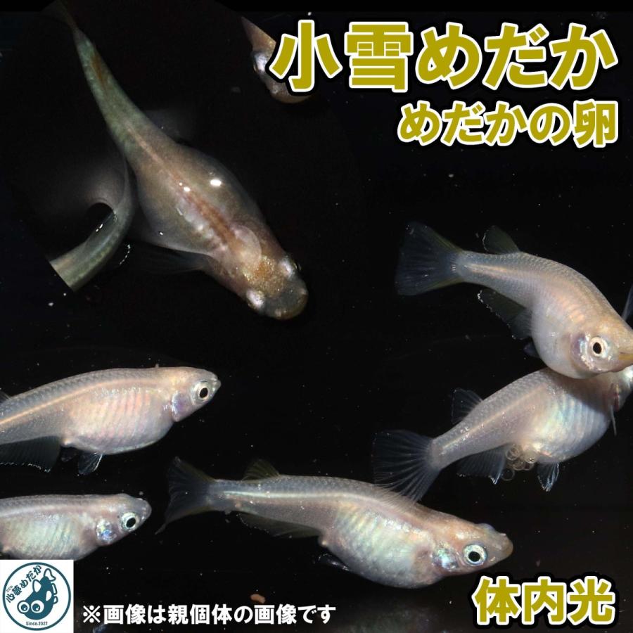 小雪めだか めだか めだかの卵 発眼確認済み 個 A 白個体