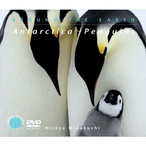 最安値挑戦 南極 ペンギン Dvd 希少 Atempletonphoto Com