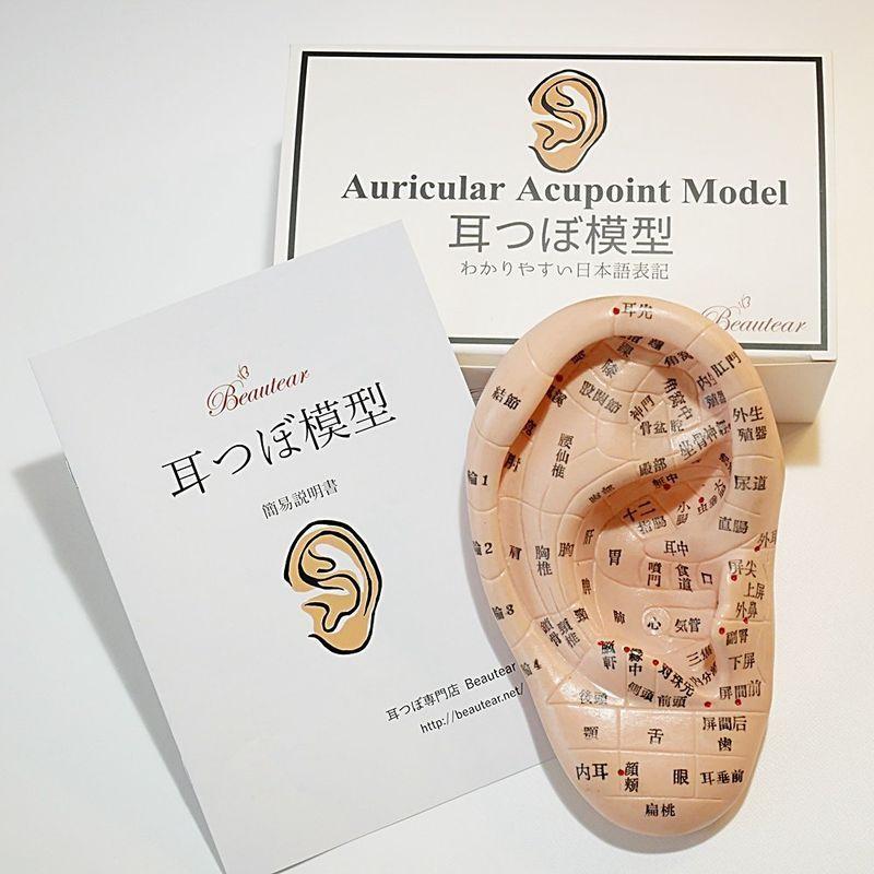 Beautear 耳模型 日本語版 17cm 耳つぼ模型 耳つぼジュエリー 日本語表記 耳介図 ツボ 位置確認 日本語簡易説明書付き Coconina Shop 通販 Yahoo ショッピング