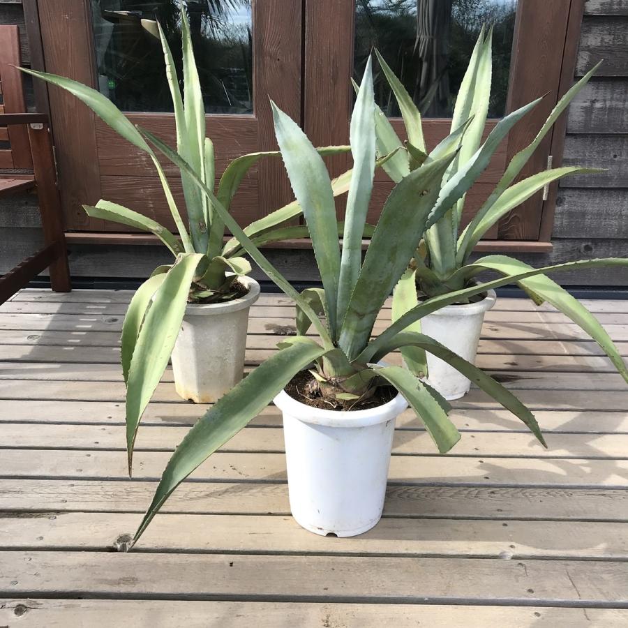 おまかせ苗 耐寒性アガベ リュウゼツラン アオノリュウゼツラン Aga0007 ココスガーデン Yahoo 店 通販 Yahoo ショッピング