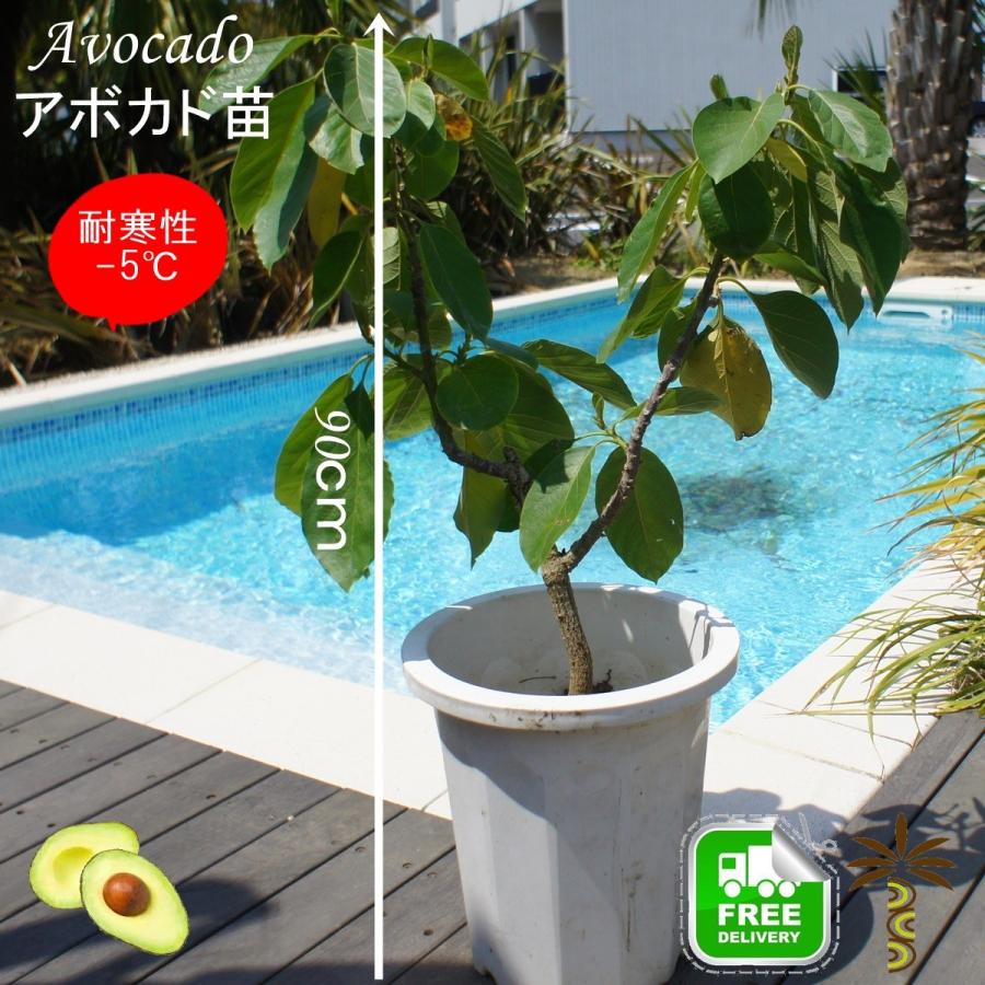 アボカド 苗 耐寒性南国果樹 トロピカルフルーツ 観葉植物 ベランダ ガーデニング 10号 Avo0018 ココスガーデン Yahoo 店 通販 Yahoo ショッピング