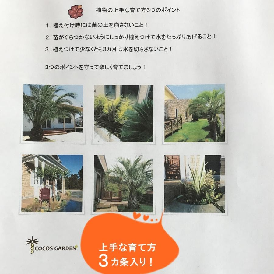 耐寒性 ユッカ ユッカグロリオサ バリエガータ 観葉植物 おうちガーデニング ベランダ テレワーク Glo0001 ココスガーデン Yahoo 店 通販 Yahoo ショッピング