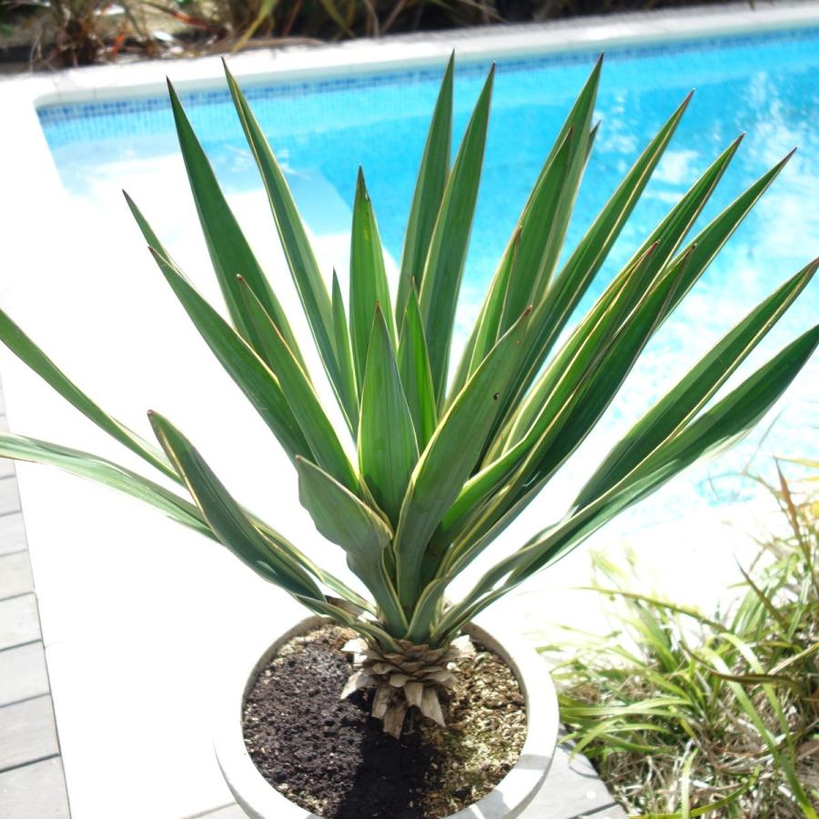 お気にいる 耐寒性 ユッカ ユッカグロリオサ バリエガータ 観葉植物 おうちガーデニング ベランダ テレワーク Glo0001 ココスガーデン Yahoo 店 通販 Yahoo ショッピング 最新の激安 Nydp Ng
