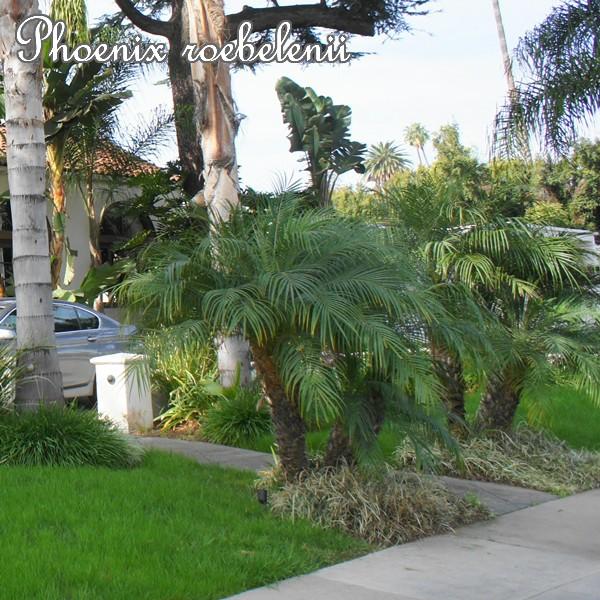 希少 フェニックスロベレニー １０号 １７０ｃｍ １９０ｃｍ 受賞店舗 Pa Indramayu Go Id