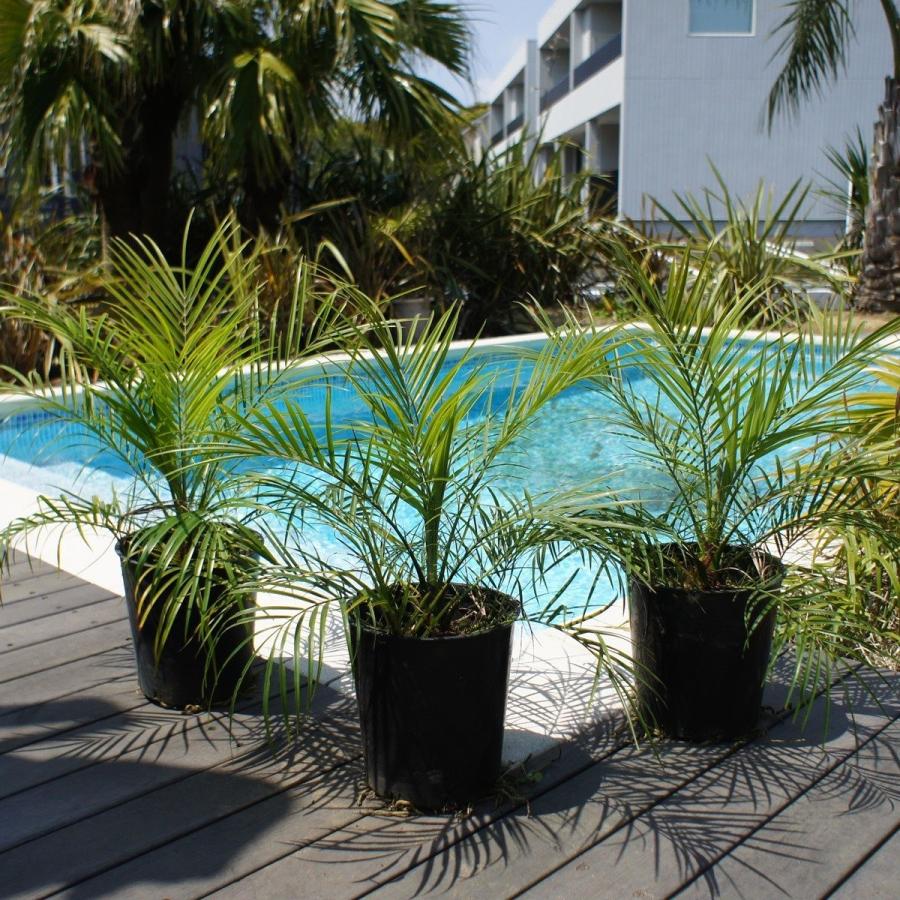 フェニックスロベレニー 苗 観葉植物 室内 ベランダ ガーデニング 60cm Phoenix0002 ココスガーデン Yahoo 店 通販 Yahoo ショッピング