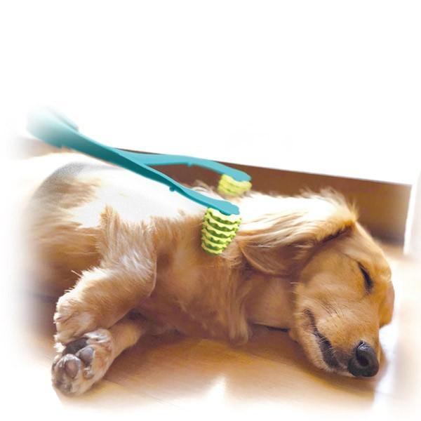 ドギーマンハヤシ 全身マッサー術 わんこの癒し 犬 コミュニケーション リラックス マッサージ ブラシ Icn Rps イチネンネット 通販 Yahoo ショッピング