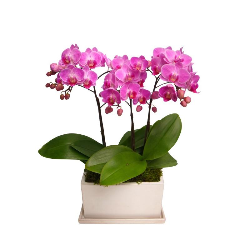 【自宅用】椎名洋ラン園の胡蝶蘭 (生花) 3本立ち、パルテノ鉢|cocoti-shop|02