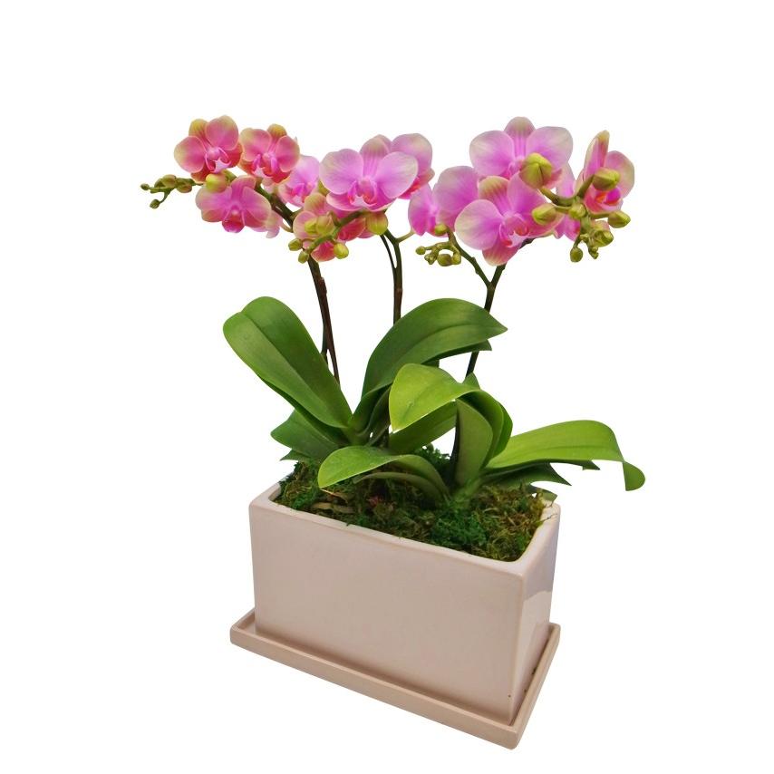 【自宅用】椎名洋ラン園の胡蝶蘭 (生花) 3本立ち、パルテノ鉢|cocoti-shop|03