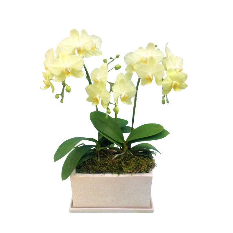 【自宅用】椎名洋ラン園の胡蝶蘭 (生花) 3本立ち、パルテノ鉢|cocoti-shop|04