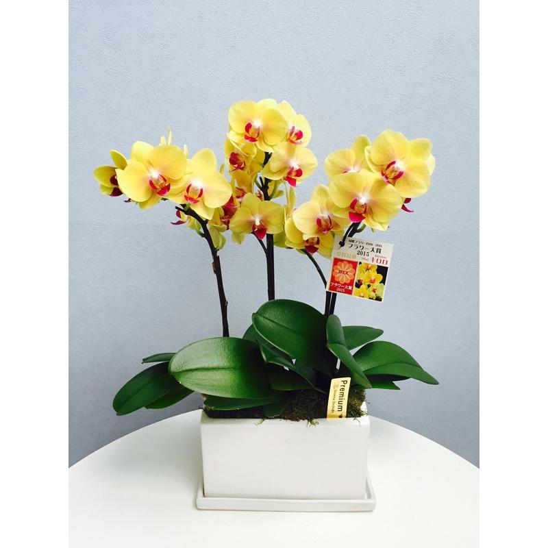 【自宅用】椎名洋ラン園の胡蝶蘭 (生花) 3本立ち、パルテノ鉢|cocoti-shop|05