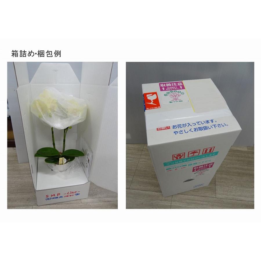 【自宅用】椎名洋ラン園の胡蝶蘭 (生花) 3本立ち、パルテノ鉢|cocoti-shop|06
