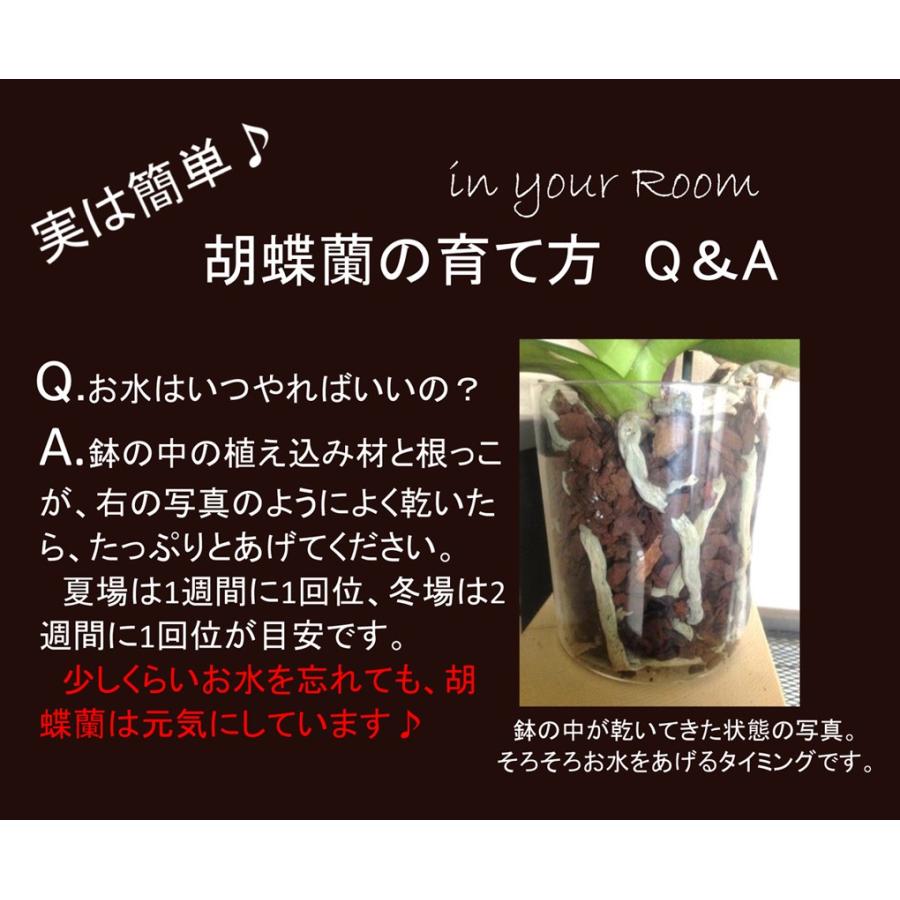 【自宅用】椎名洋ラン園の胡蝶蘭 (生花) 3本立ち、パルテノ鉢|cocoti-shop|08