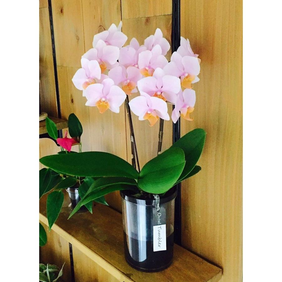 自宅用 椎名洋ラン園の胡蝶蘭 生花 2本立ち タンブラーポット Sheena Home A 378 ココティショップ 通販 Yahoo ショッピング