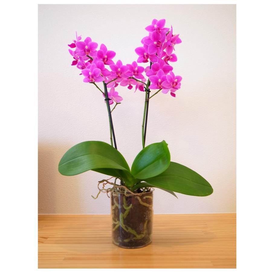 自宅用 椎名洋ラン園の胡蝶蘭 生花 2本立ち クリアポット Sheena Home A 95 ココティショップ 通販 Yahoo ショッピング