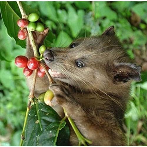 コピルアク ブレンド KOPI LUWAK コピルアック 焙煎 コーヒー豆