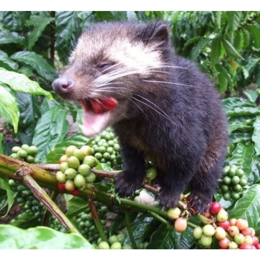 コピルアク ルアック コーヒー 豆 50g アラビカ ジャコウネココーヒー インドネシア産 コピルアック 木樽 送料無料 4 Alona Shop42 通販 Yahoo ショッピング