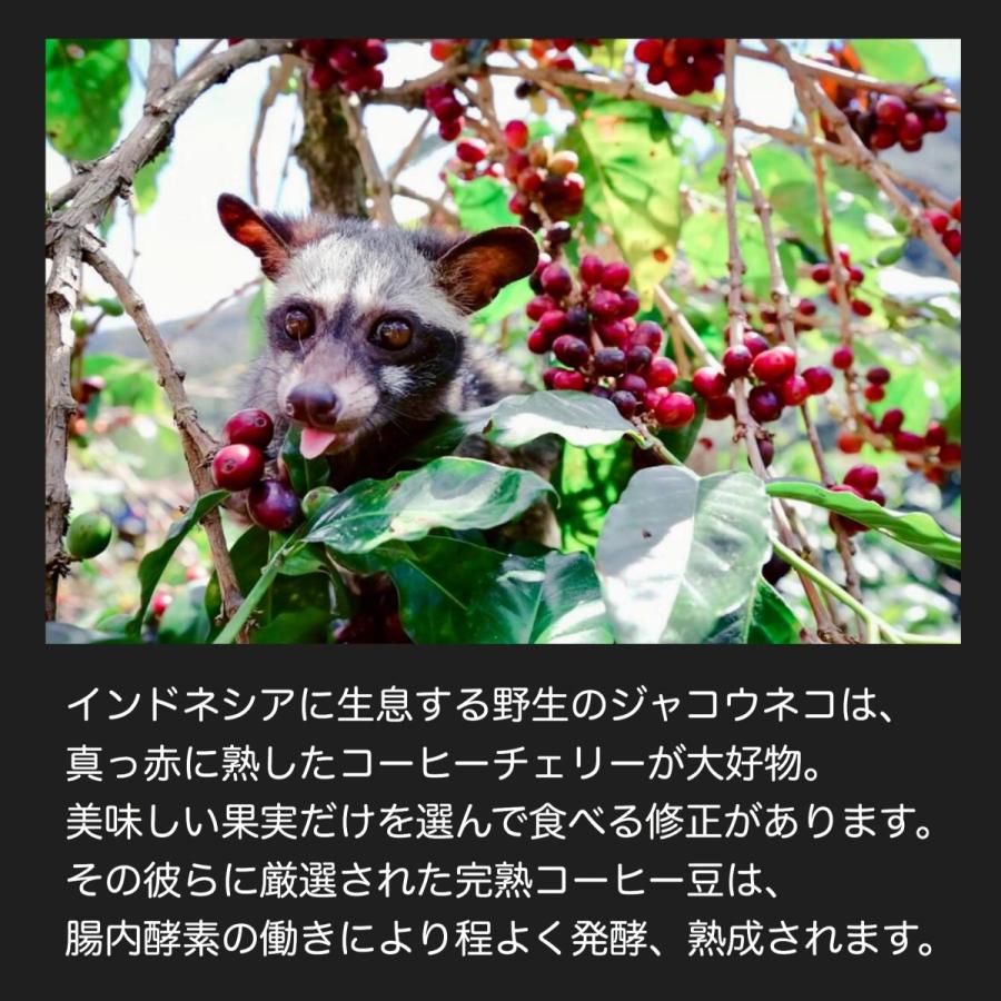 コピルアク コーヒー 50g アラビカ ジャコウネココーヒー コピルアク コーヒー 50g アラビカ ジャコウネココーヒー