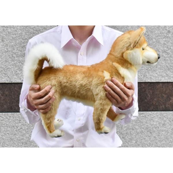 ハンサ【HANSA】ぬいぐるみ 柴犬48cm リアルアニマル