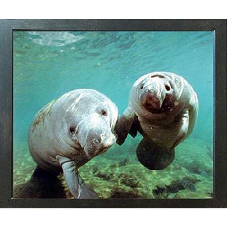 Pair of Manatee Doug Perrine Ocean Animal Expresso Framed Wall Decor Art Print Picture (18x22) 並行輸入品