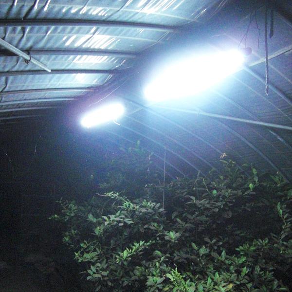 パイプライト 防雨型 LED スリムライト「NPF-600」100V/200V共用 昼