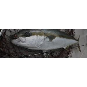 MCワークス デュアルエッジ622LR/B スペシャルモデル