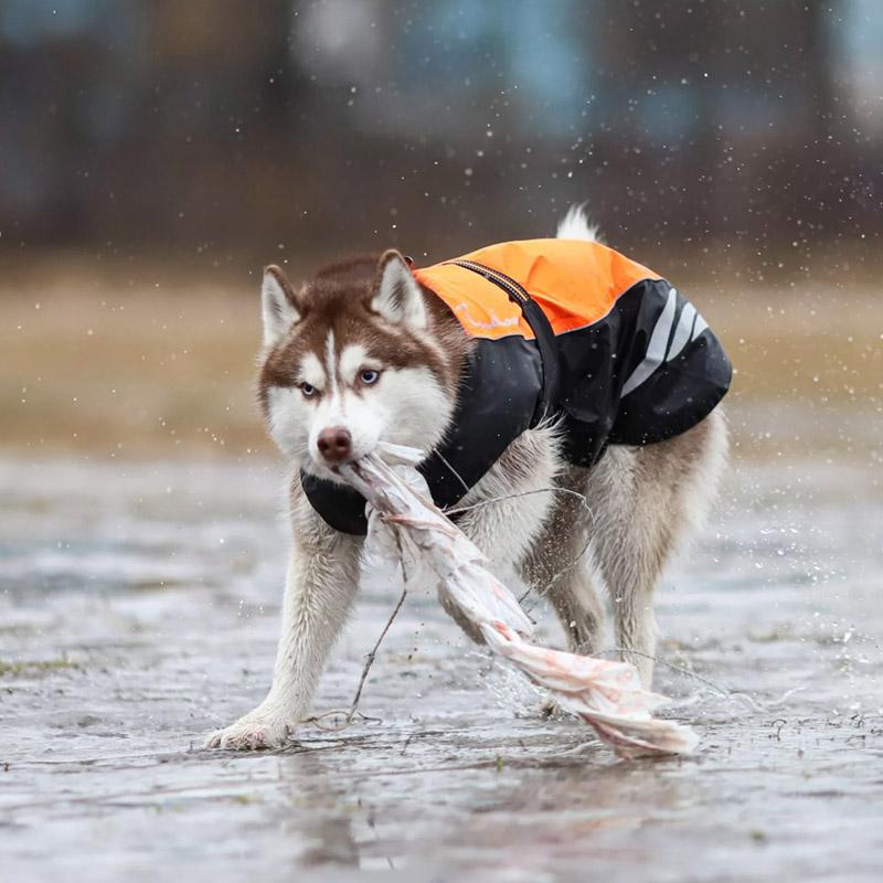 【送料無料】プレミアムアウトドアジャケット レインコート 中型犬 大型犬 超大型犬 犬用 かっぱ カッパ 雨具 犬服 犬 防水 着せやすい おしゃれ ドッグウェア｜colore-blueplanet｜08